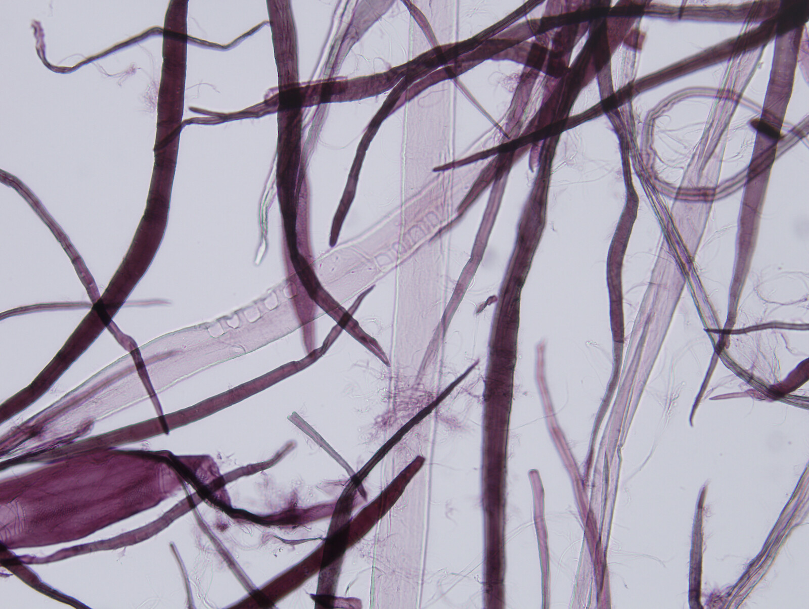 «Cambio» (2020) by Formafantasma.