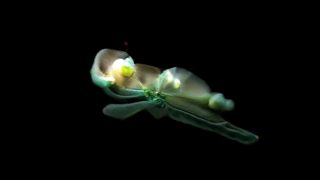 How will we remember Life? Machine generated LifeForm, from the GANscope Series, 2020 by Yasaman Sheri.